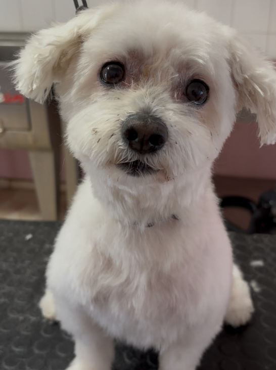 Livia Fashion Dog - Foto 3