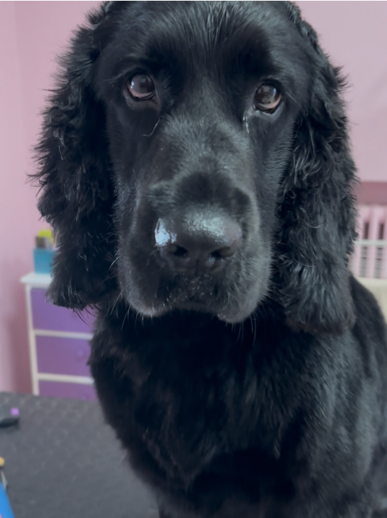 Livia Fashion Dog - Foto 4