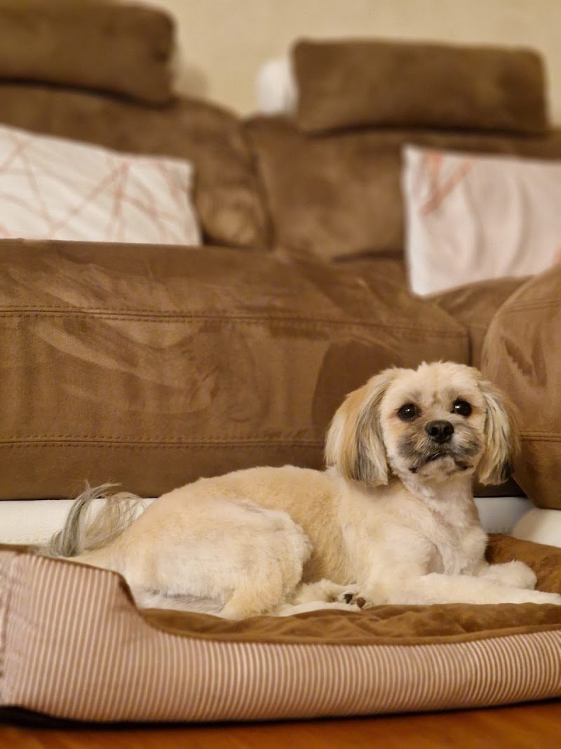 Livia Fashion Dog - Foto 5