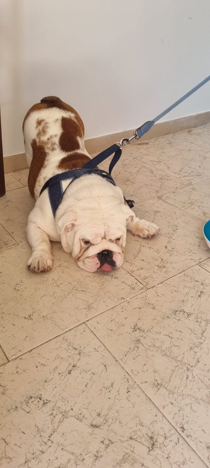 L'oasi dei cuccioli - Foto 2