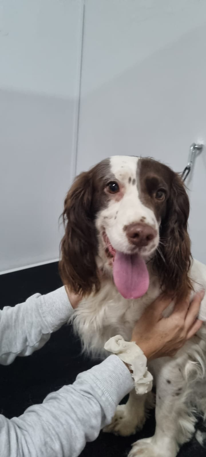 L'oasi dei cuccioli - Foto 5