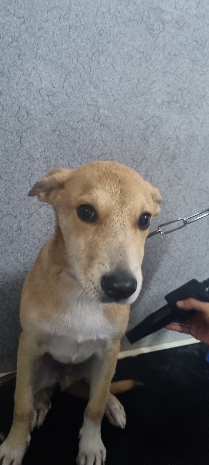 L'oasi dei cuccioli - Foto 6