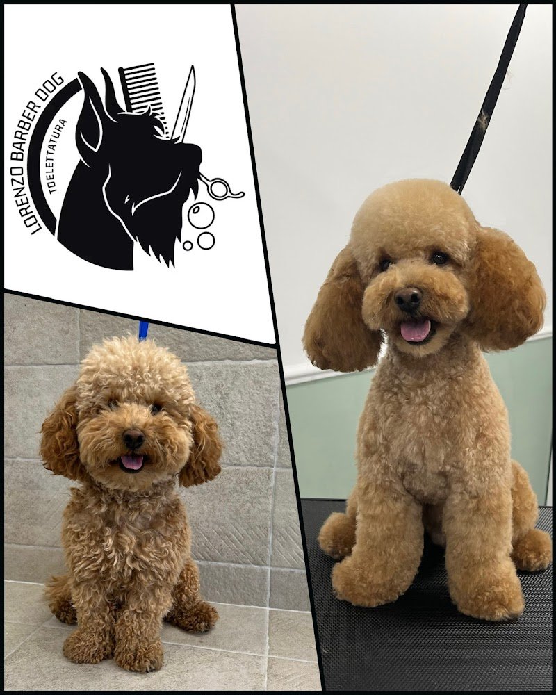 Lorenzo Barber Dog - Foto 3