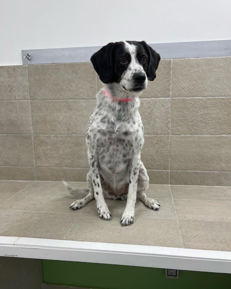 Lorenzo Barber Dog - Foto 4