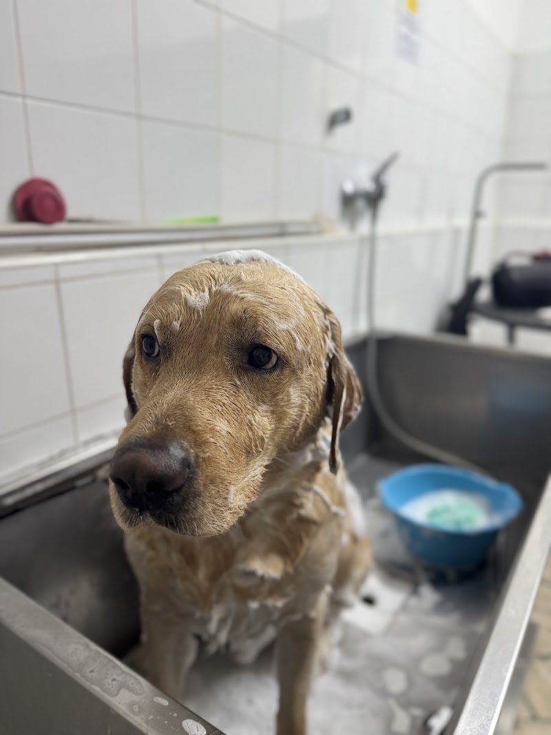 Love Pet Beauty e Spa - Foto 3