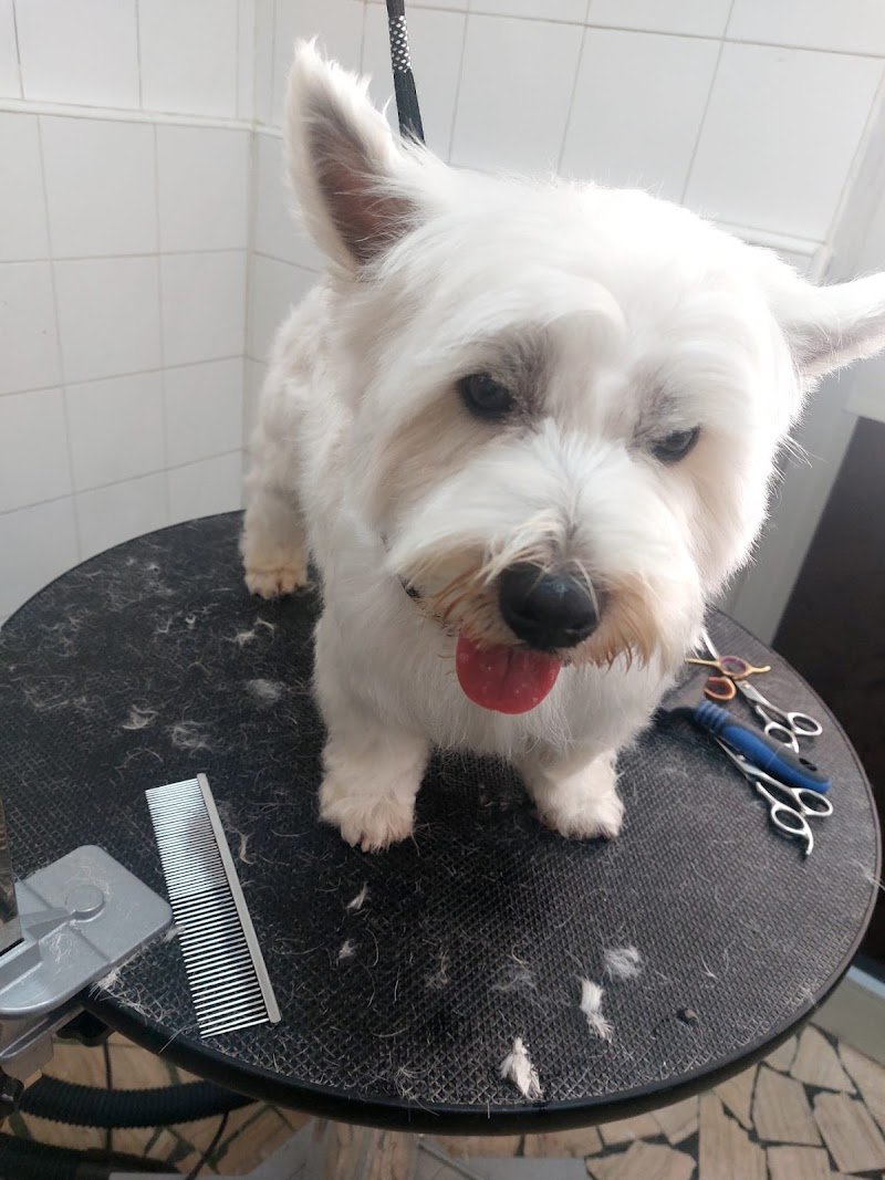 Love Pet Beauty e Spa - Foto 4