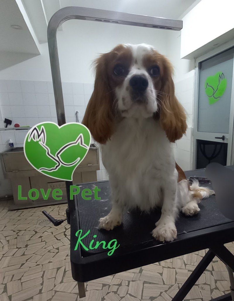 Love Pet Beauty e Spa - Foto 6