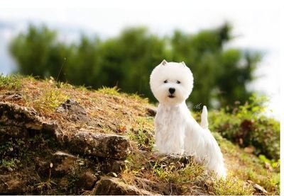 Love Pet Toelettatura e Spa - Foto 1