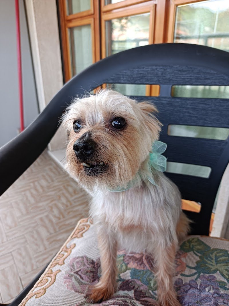 Love Pet Toelettatura e Spa - Foto 2