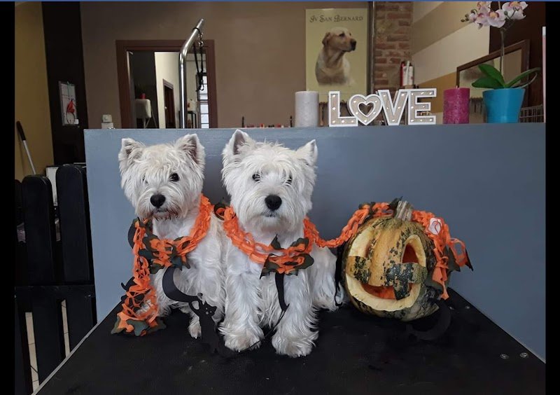 Love Pet Toelettatura e Spa - Foto 3