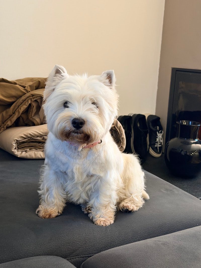 Love Pet Toelettatura e Spa - Foto 5