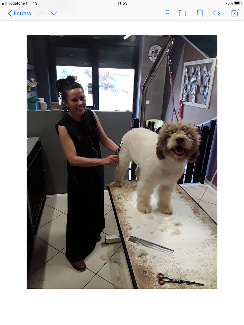 Love Pet Toelettatura e Spa - Foto 6