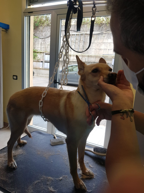 Lovely Pet Toelettatura per Cani e Gatti - Foto 2