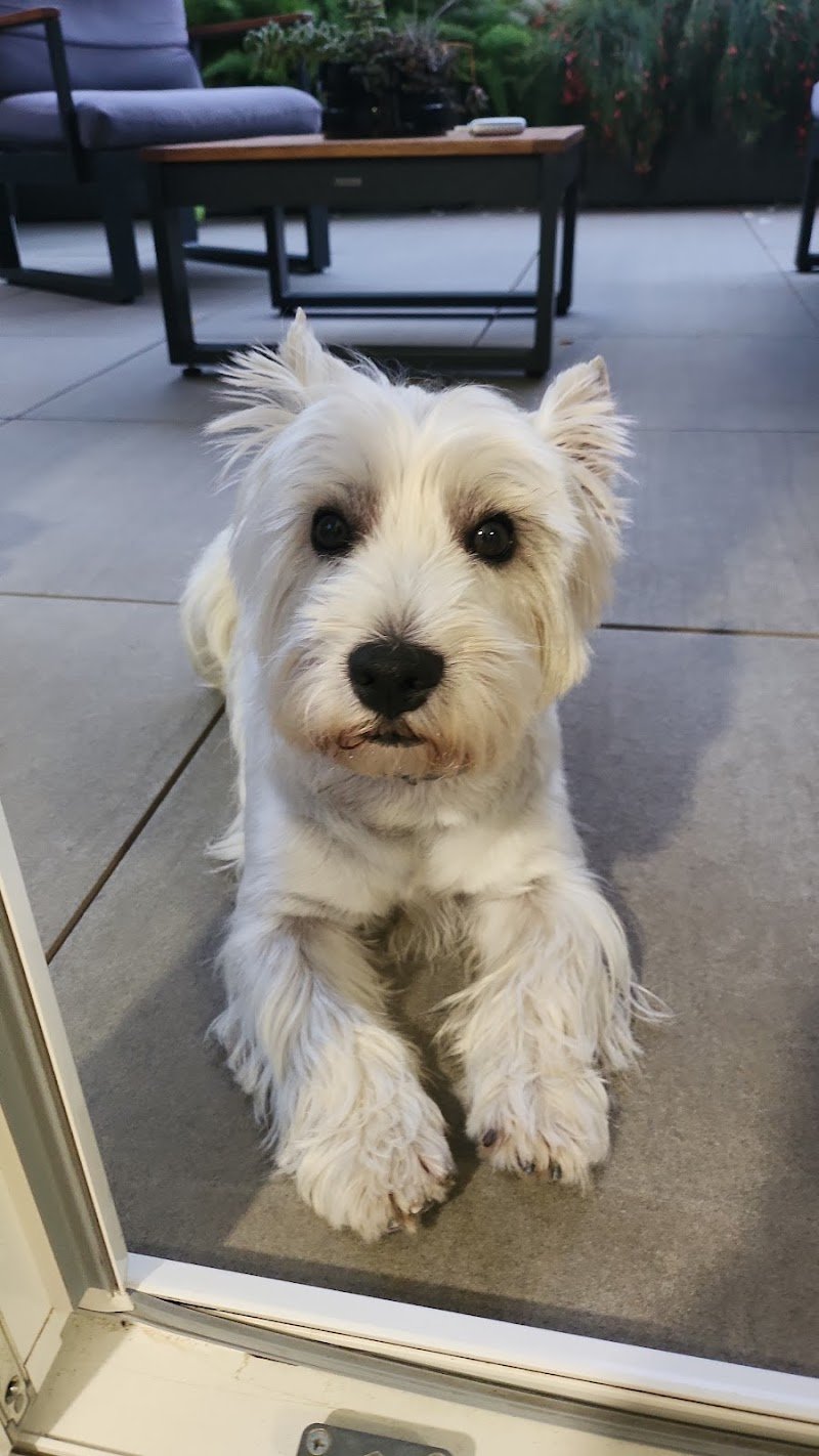 lovepet sala Toelettatura - Foto 1