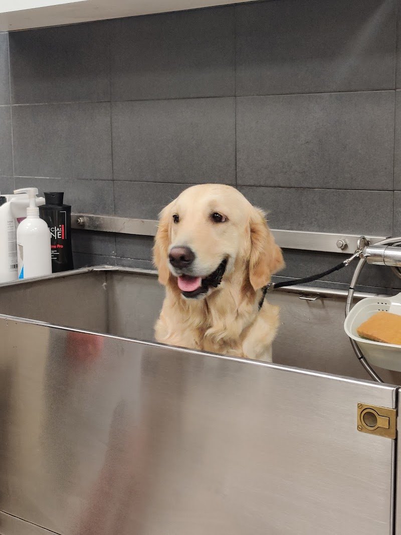 lovepet sala Toelettatura - Foto 2