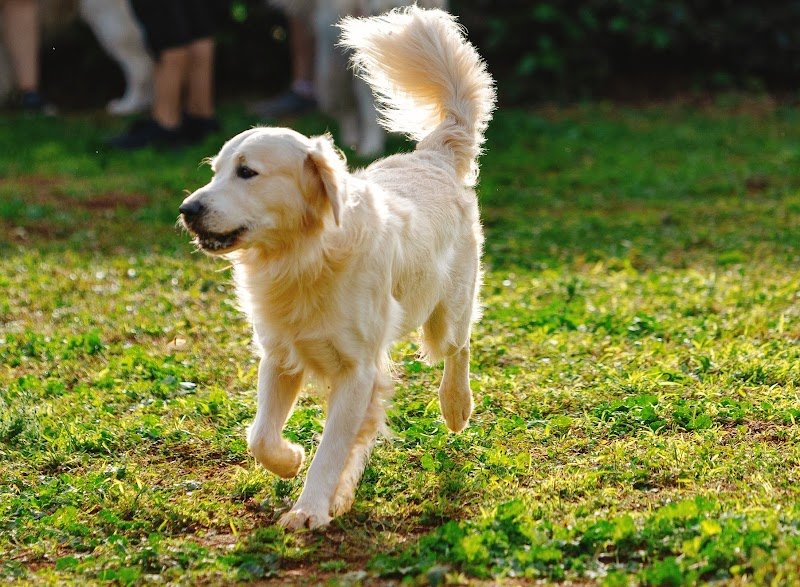 lovepet sala Toelettatura - Foto 4