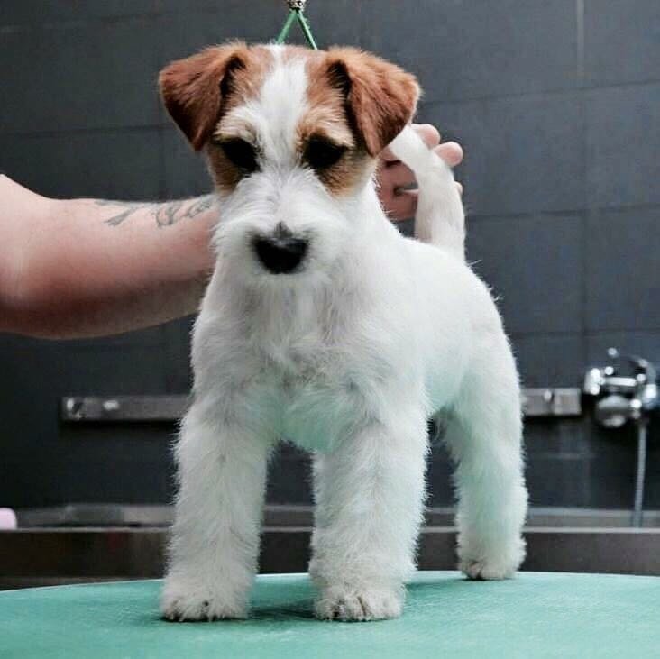 lovepet sala Toelettatura - Foto 6