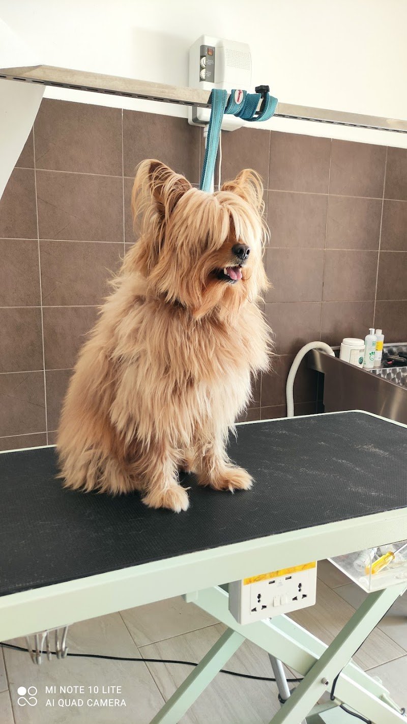 Lully's grooming - Foto 3