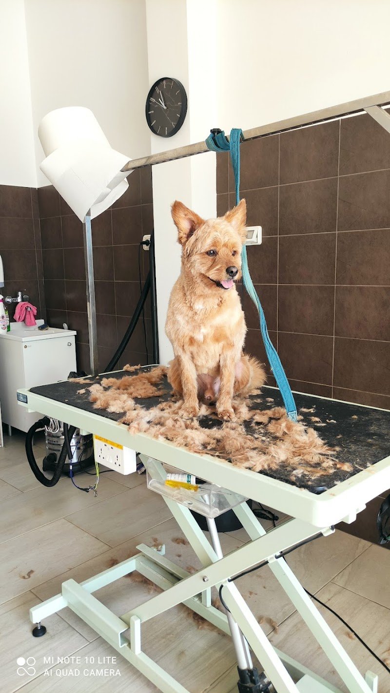 Lully's grooming - Foto 4