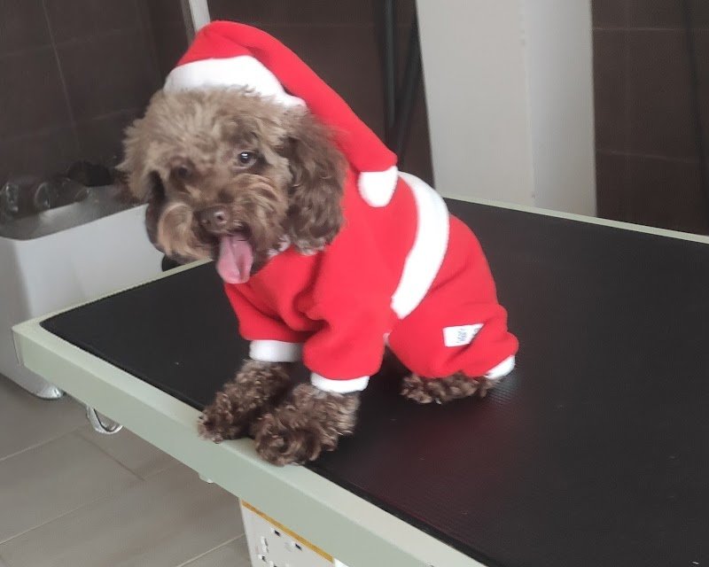 Lully's grooming - Foto 5