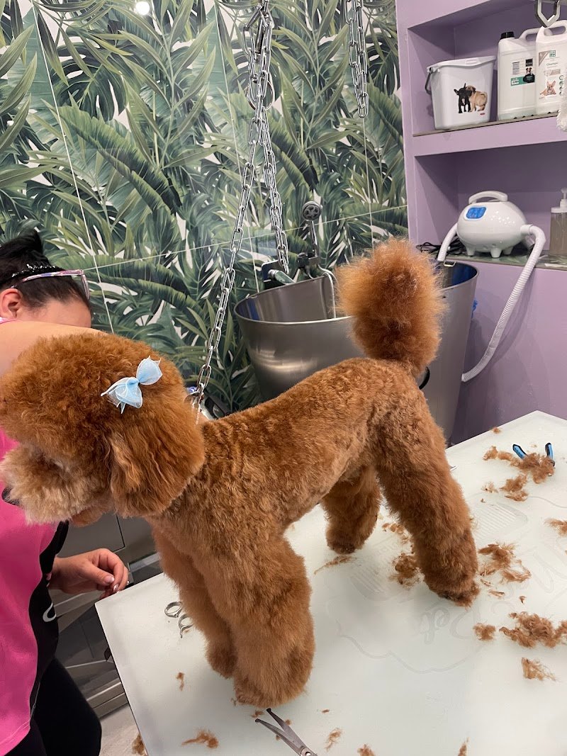 Lulù Bolle&Coccole - Foto 1