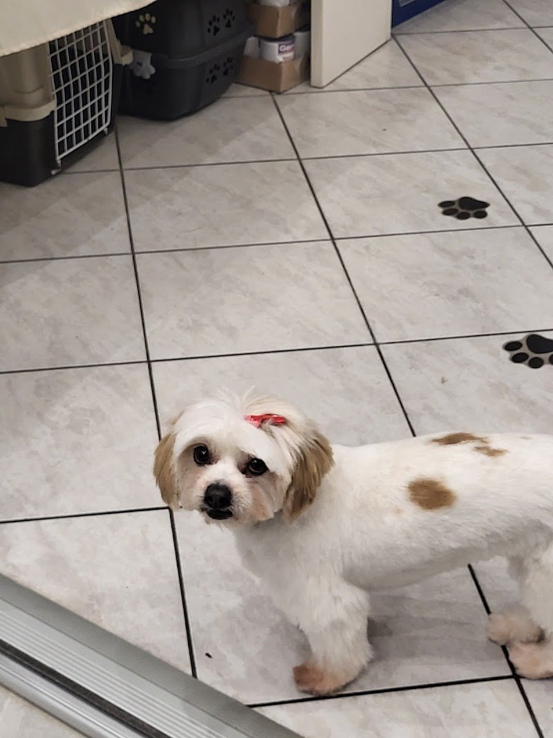 Lulù Bolle&Coccole - Foto 4