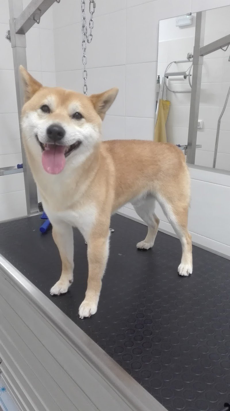 LUPO ALBERTO TOELETTATURA & SPA - Foto 4