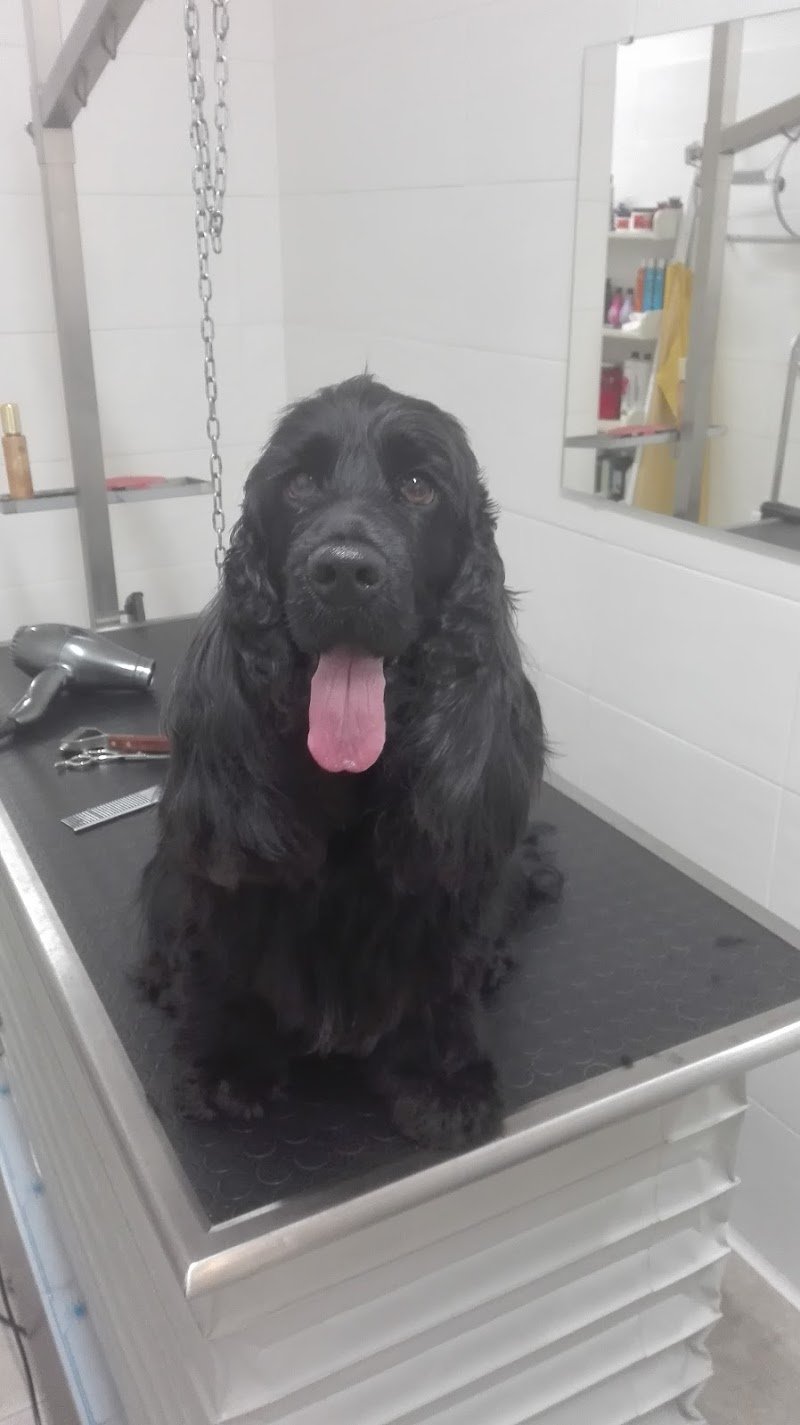 LUPO ALBERTO TOELETTATURA & SPA - Foto 6