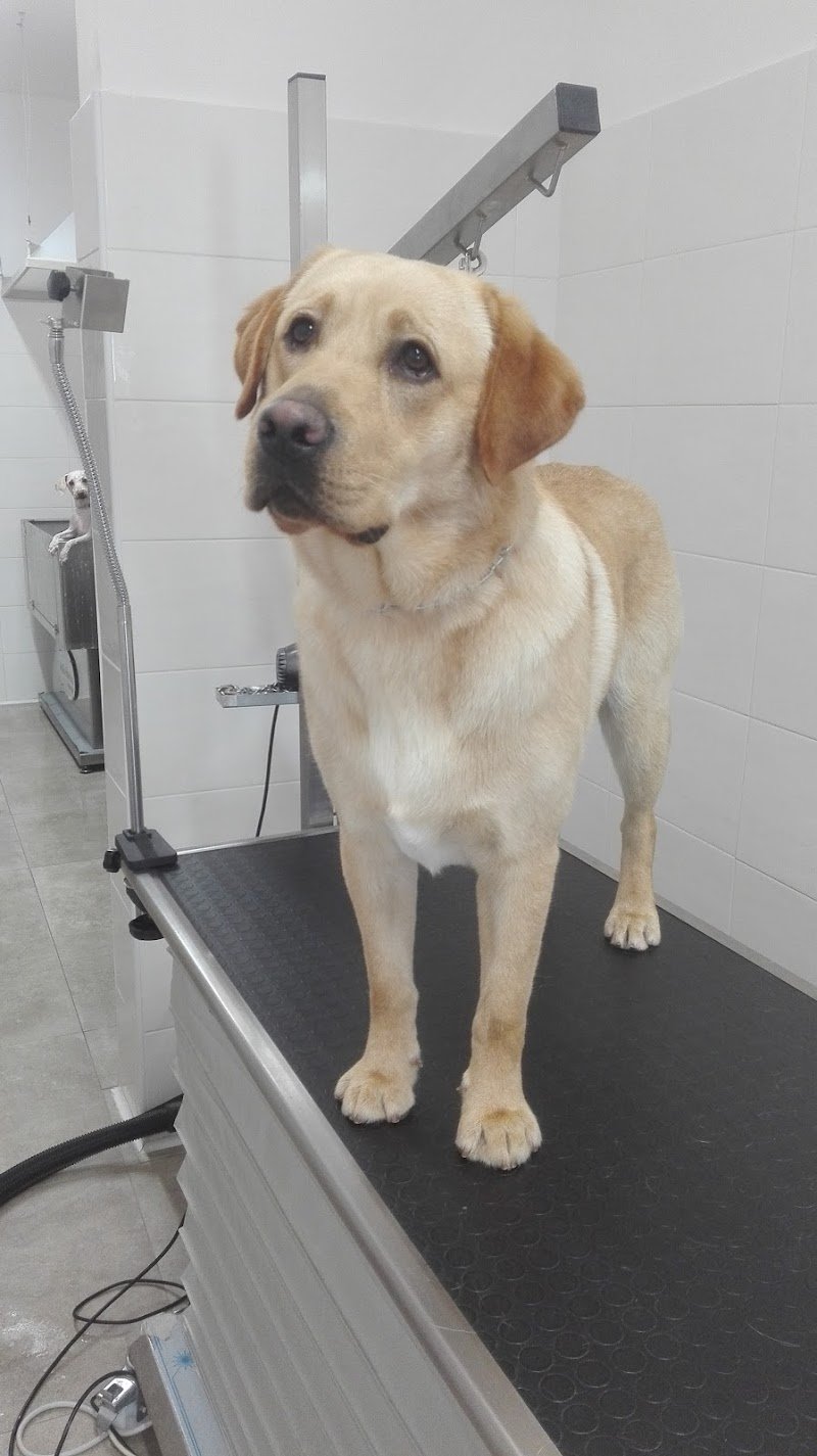 LUPO ALBERTO TOELETTATURA & SPA - Foto 3