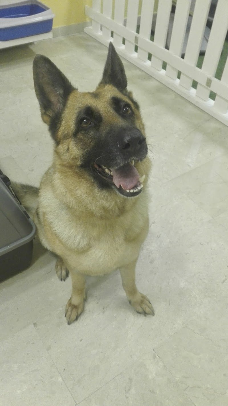 LUPO ALBERTO TOELETTATURA & SPA - Foto 5