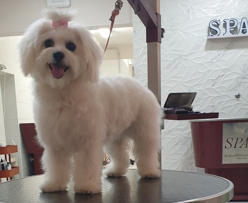 Luxury Dog - Toelettatura - Foto 1