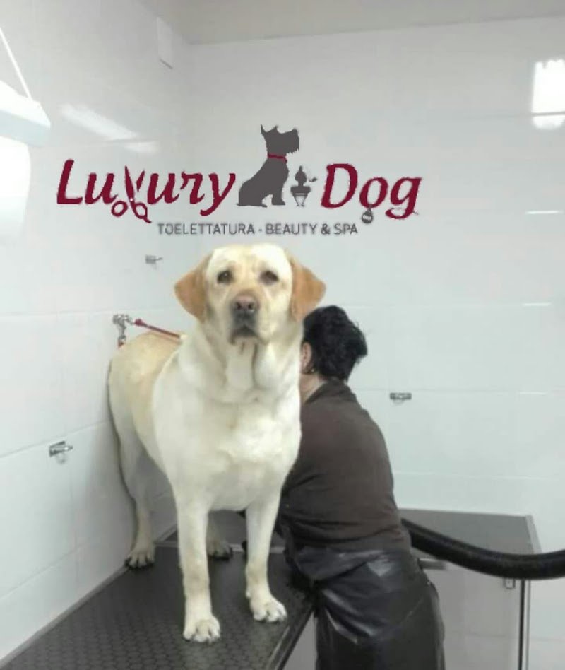 Luxury Dog - Toelettatura - Foto 5
