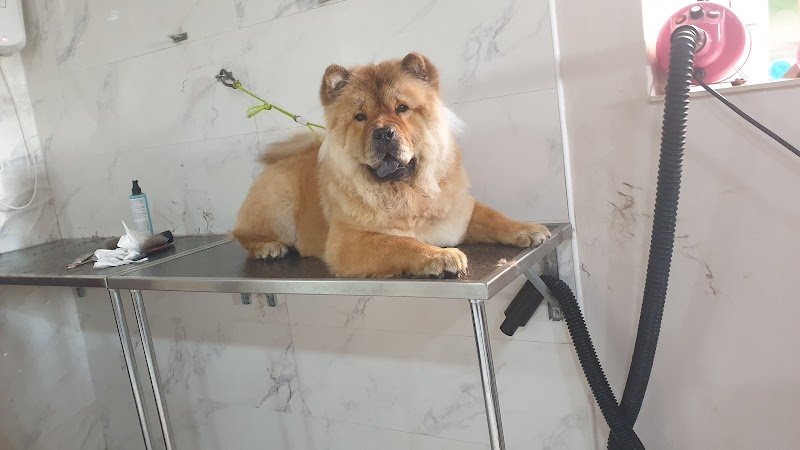 Luxury Dog - Toelettatura - Foto 6