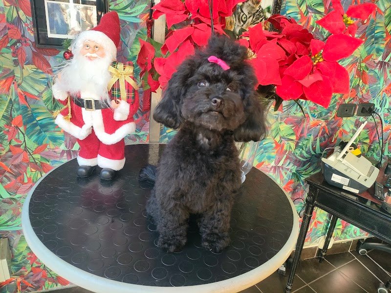 Madame Chanel - Foto 2