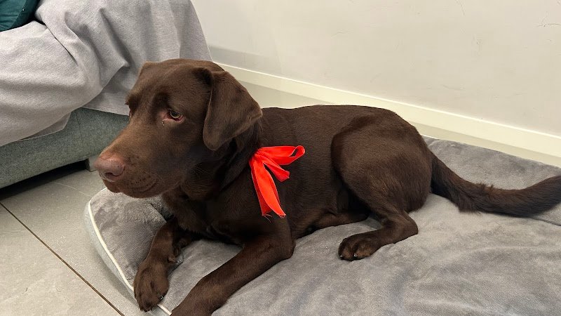 Madame Chanel - Foto 3