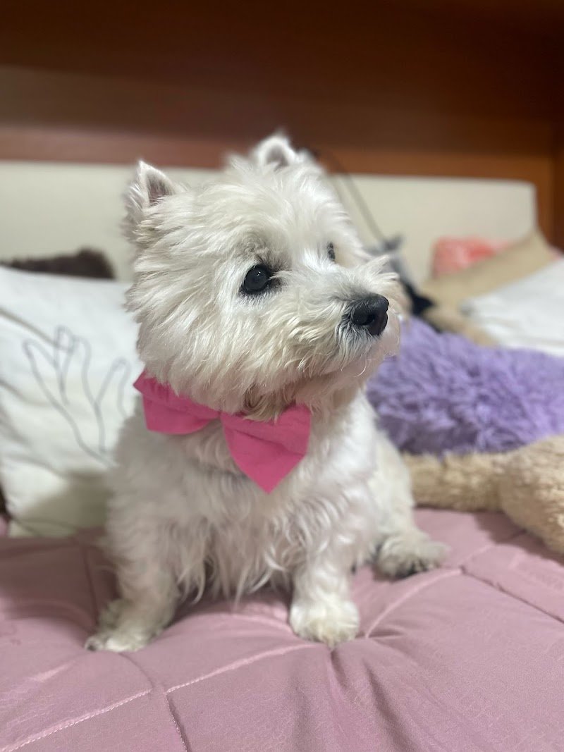 Madame Chanel - Foto 4