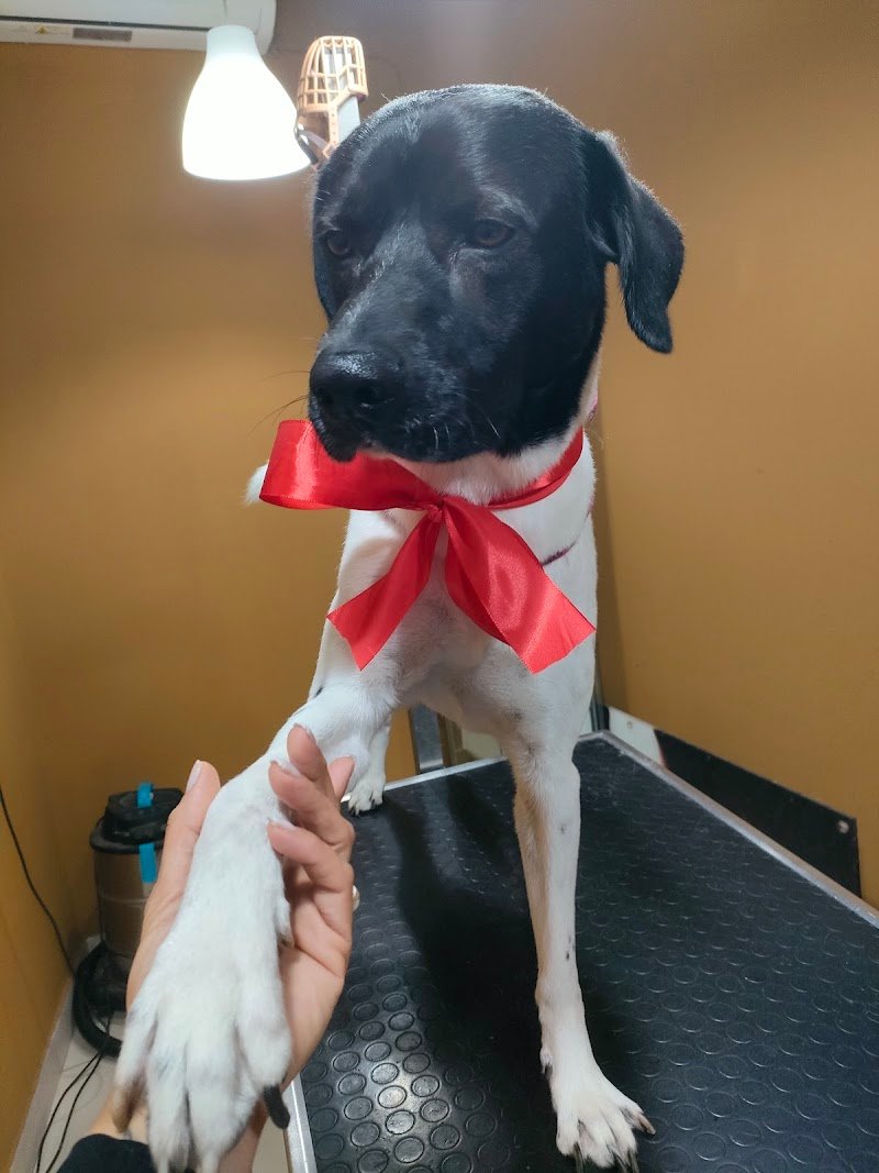 Madame Chanel - Foto 5