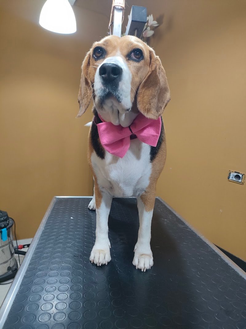 Madame Chanel - Foto 6