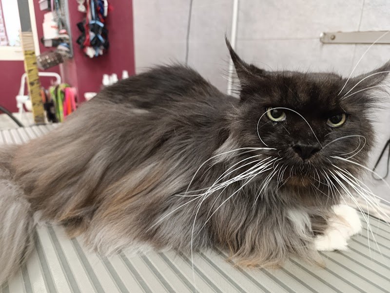 Maddy Pet Salon - Foto 2