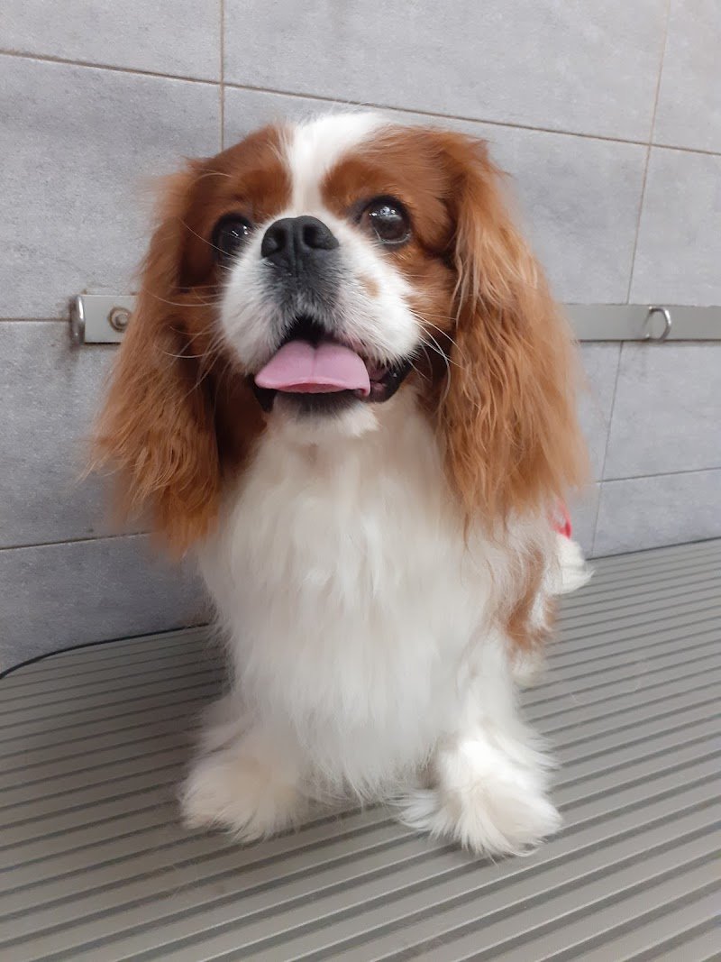 Maddy Pet Salon - Foto 3