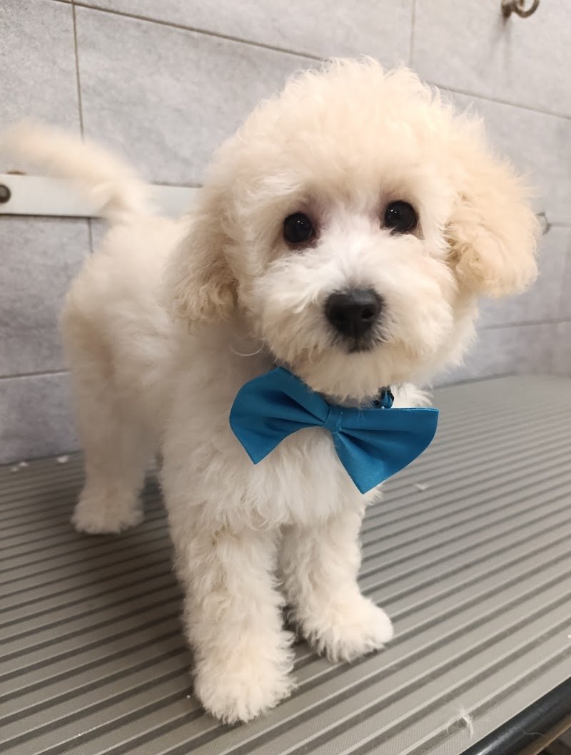 Maddy Pet Salon - Foto 4