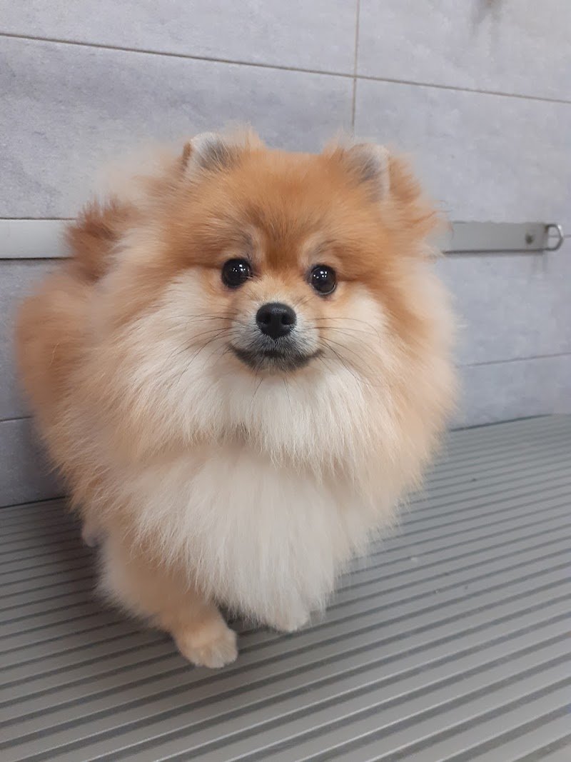 Maddy Pet Salon - Foto 6