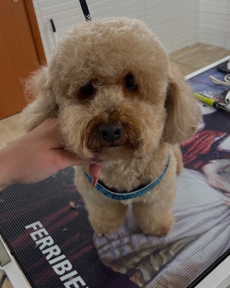 Made in Love - Foto 3