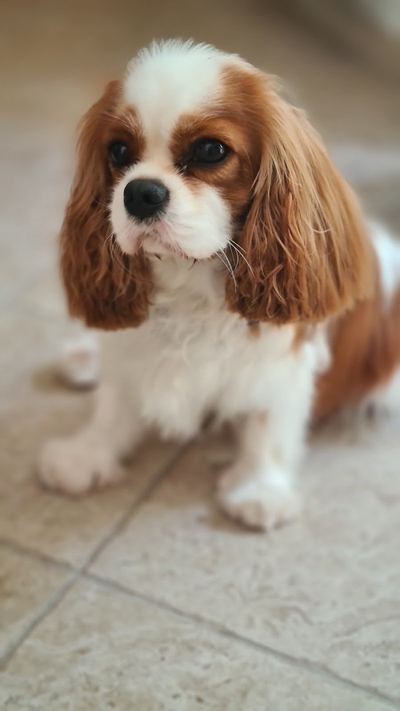 Mai Dire Bau - Foto 1