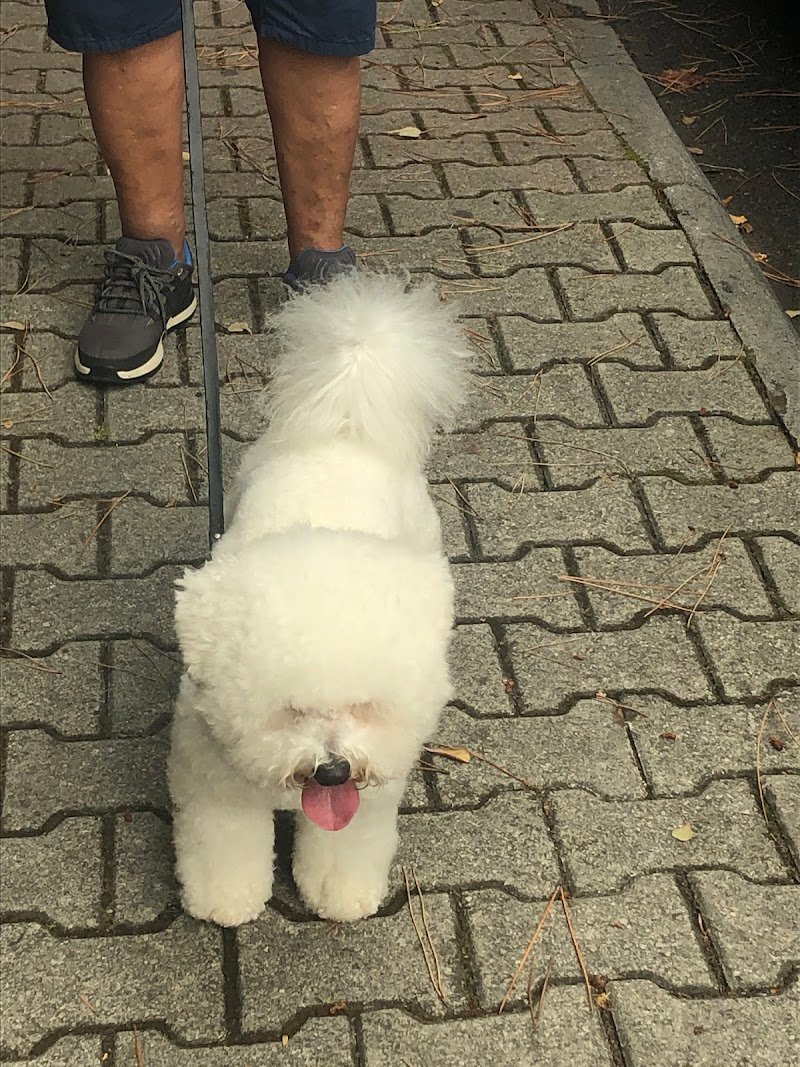 Mai Dire Bau - Foto 2