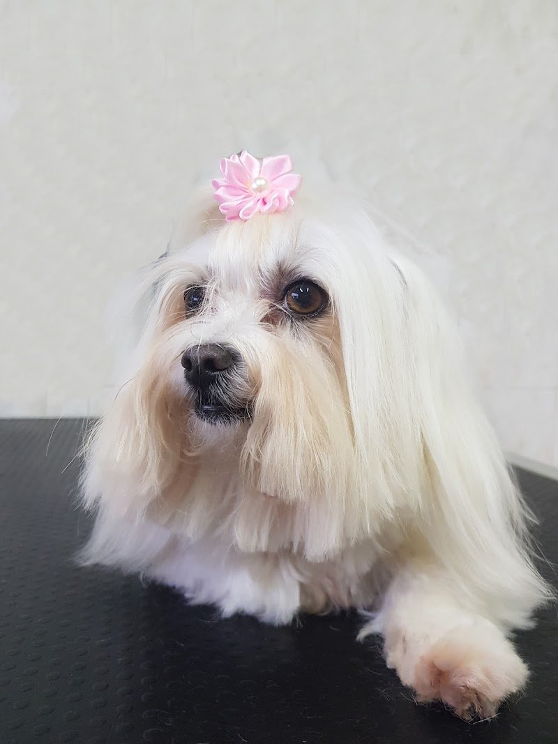 Mai Dire Bau - Foto 3