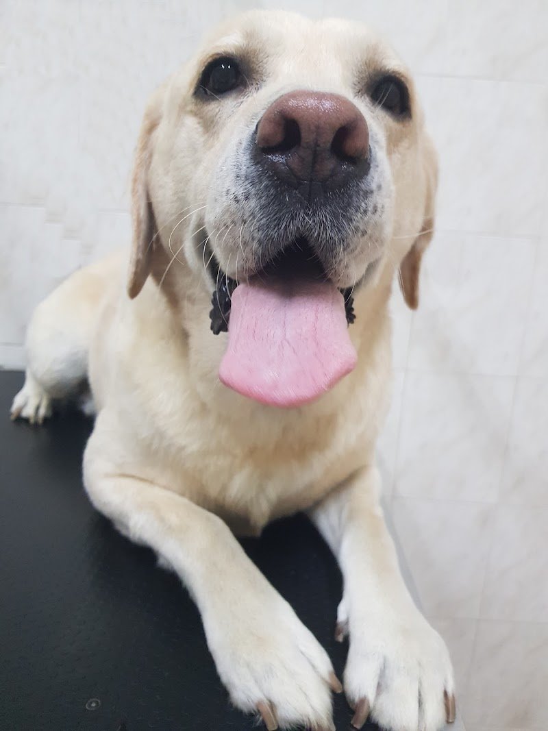 Mai Dire Bau - Foto 4