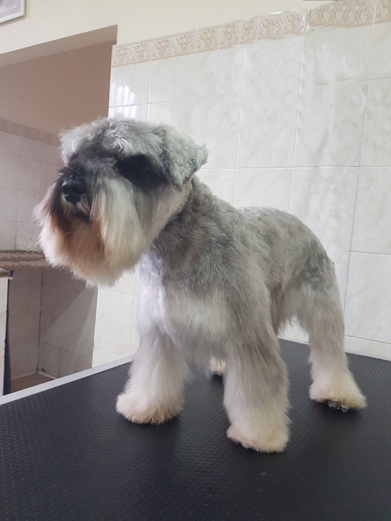 Mai Dire Bau - Foto 5