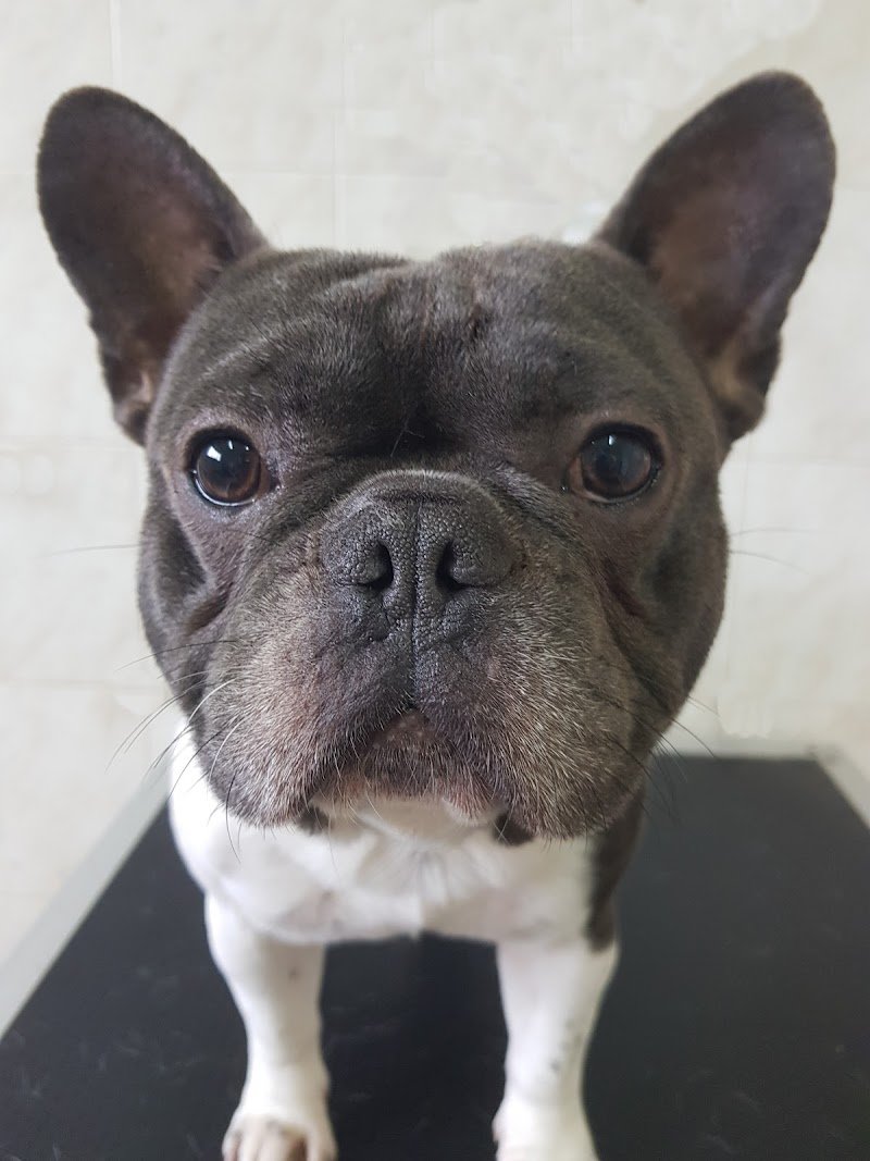 Mai Dire Bau - Foto 6