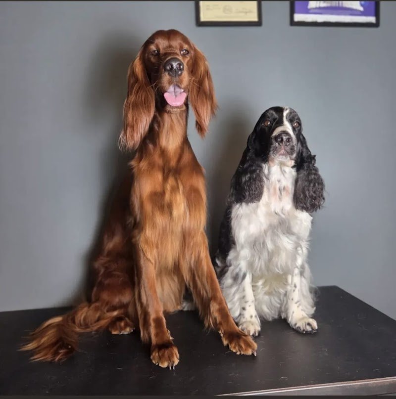 Malpelo toelettatura - Foto 2